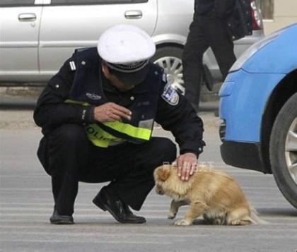 【有爱的一幕】武汉闹市区的十字路口，一小狗过马路时被车流斩断去路，它可能吓坏了。停在路中一动不动。这时，一位上前轻抚其头部，并带狗狗离开马路中央。.jpg